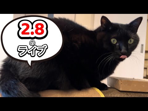 【猫の質問答えます！】猫好き集合ライブ！