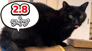 【猫の質問答えます！】猫好き集合ライブ！