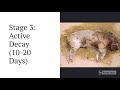 Stages of Human Decomposition