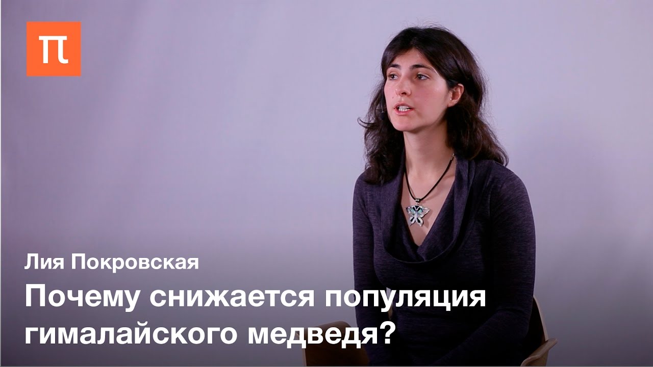 Гималайский медведь - Лия Покровская