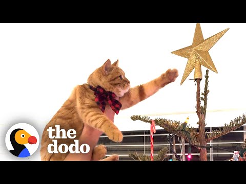 Clingy Kitten Gets To Pick Out Family's Christmas Tree | The Dodo