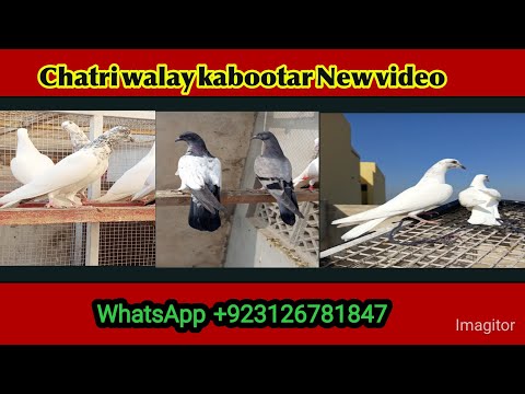 chatri walay kabootar new video || #achaykabootarkipehchan