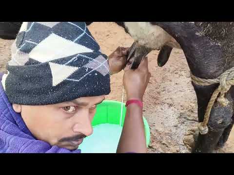 Manual cow milking of a Holstein cow#cow milking by hand#cow milking in the morning