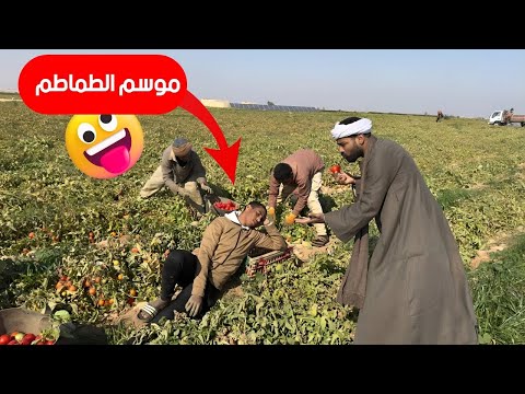 الحاج صديق خسر فلوسة في الطماطم السنة دي 🍅