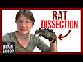 Taxidermy Techniques and Concepts