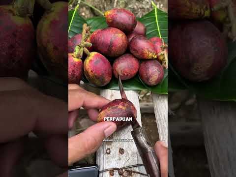 Panen buah dewa legendaris #buahmatoa #pertanian #tipsberkebun