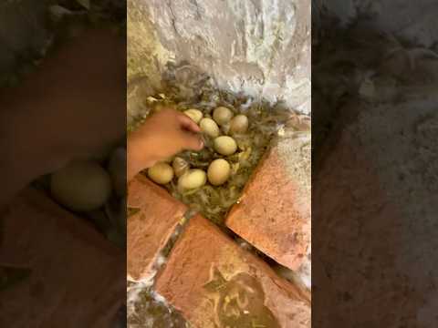 Duck Ne Apne Bache Mar Diye😭 #minizoo #pet #minivlog #pets #bird #duck #duck #duckling