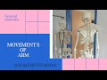 Arm Movement and Muscle Functions