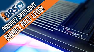 Affordable Nano Reef Lighting? Maxspect MJ-L230