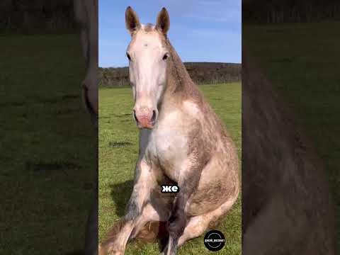 Почему Лошадь Иногда Садится На Землю? 🐴