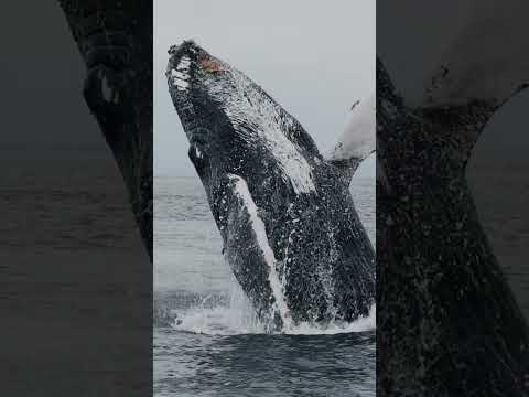 Humpback breaching super close by a Whale watching boat