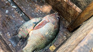 Best Fresh Water Fish Cutting in Fish Market Nice Handling