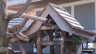 Red panda Rose moves into her new habitat at Seneca Park Zoo