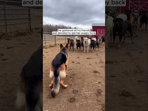 Mother Dog Loses Her Puppy, Then This Miracle Happens! ๐โค๏ธ #shortsvideo