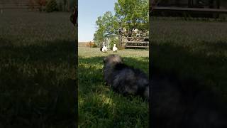 Pups Go On Wild Duck CHASE | Too Cute! | Animal Planet