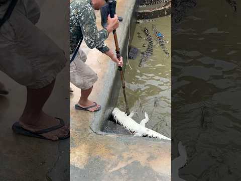 #crocodile #shorts #trending #gaming
