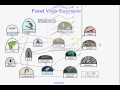 Energy Flow in Ecosystems