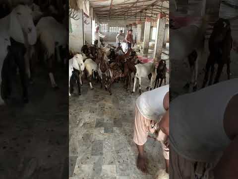 #kingofcolony #cow #bull #cattle #goat