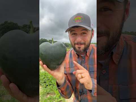 What SHAPE are those MELONS?!? #watermelonlove #watermelon #farmfreshfruitcutting #funny