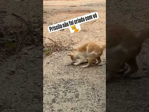essa não foi criada pela vó...