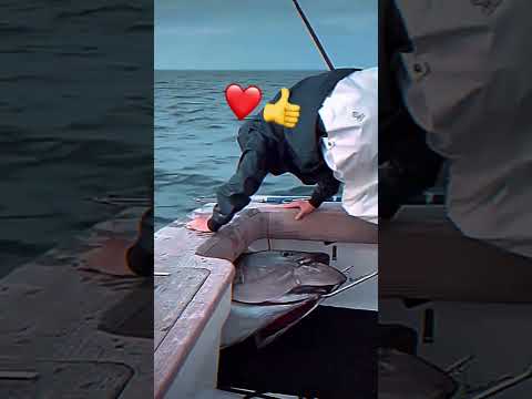 Huge Fish Caught By Fisherman #fishing #fish #shorts