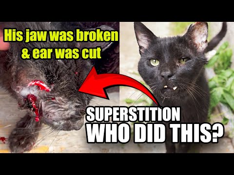 BLACK CAT WITH BROKEN JAW & CUT EAR – VICTIM OF SUPERSTITION? Lucky Paws