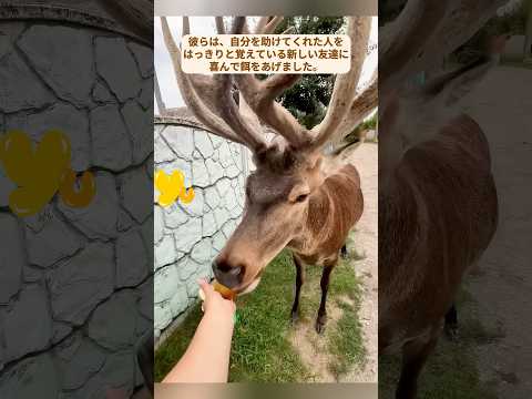 必死のヘラジカが仲間を救うため交通を遮断し続けた結果...