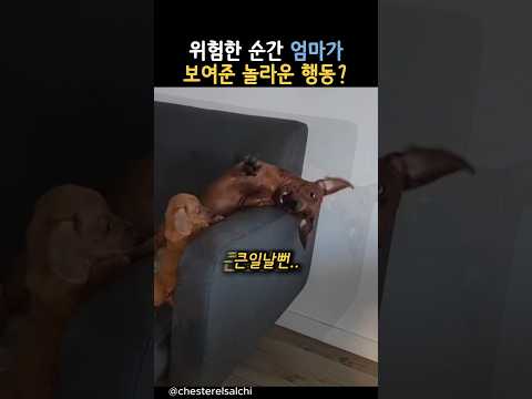 위험한 순간 엄마가 보여준 놀라운 행동? #동물 #강아지