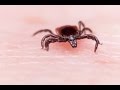 Tick-Borne Diseases and Prevention