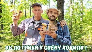 Як по гриби у спеку з другом ходили. Гриби під дубами влітку!