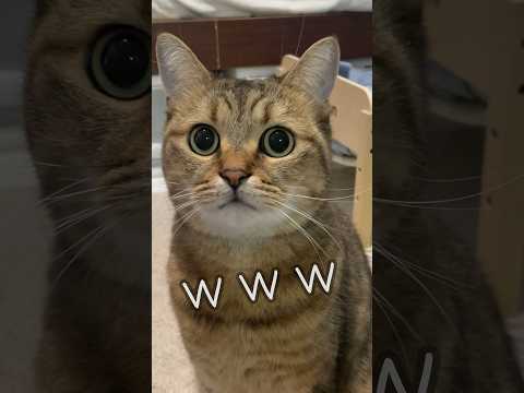 髪をバッサリ散髪したパパを初めて見た猫の100点のリアクションw #shorts