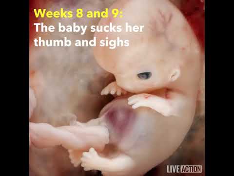 （中文字幕）从受精到出生：生命就是奇迹 - YouTube