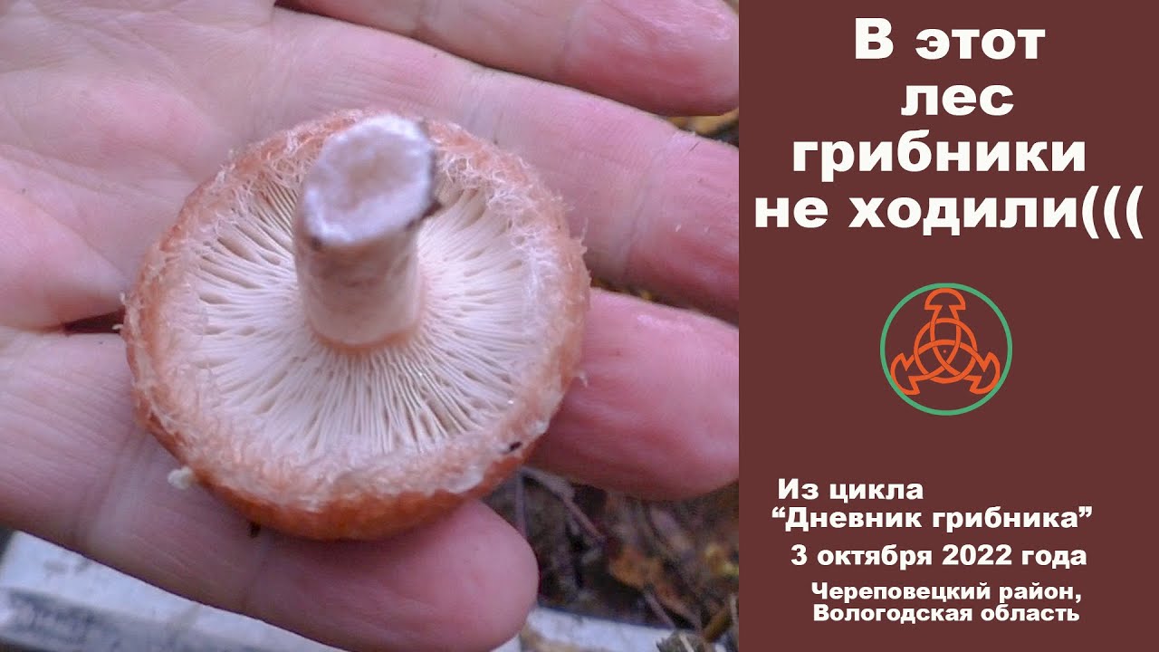 В этот лес грибники не ходили. 3 октября 2022 года