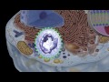 Trehalose and Dry Eye Mechanisms