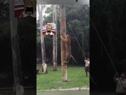 বাঘ হামলা করলে গাছে ওঠো না 🤯