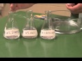 Dialysis Tubing Experiment Procedures