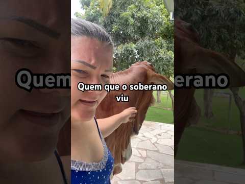 Quem o soberano viu #foryou #fazenda #pecuarista #gado #Soberano #boi #viral #fypyoutube