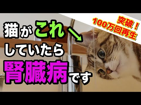 慢性腎臓病の猫だけが見せるサイン20選を獣医師が解説します