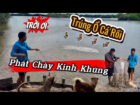 Phát Chày Cá Kinh Khủng, Chưa Bao Giờ Thấy Chày Được Nhiều Cá Đến Như Vậy