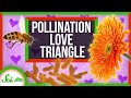 Understanding the Role of Yeast in Pollination