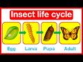 Dragonfly Life Cycle and Biology