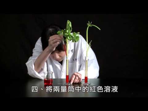 植物體內水分的運輸 實驗步驟 - YouTube