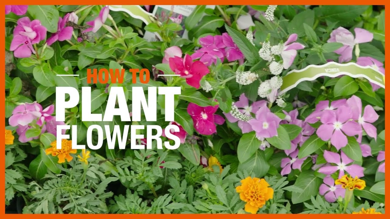 How to Plant Flowers