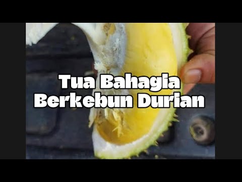 Membeli Masa Depan Berkebun Durian