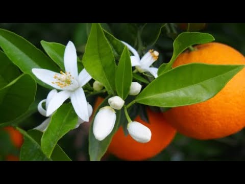 Así florece el árbol de NARANJA - Flor de azahar 🌱🍊