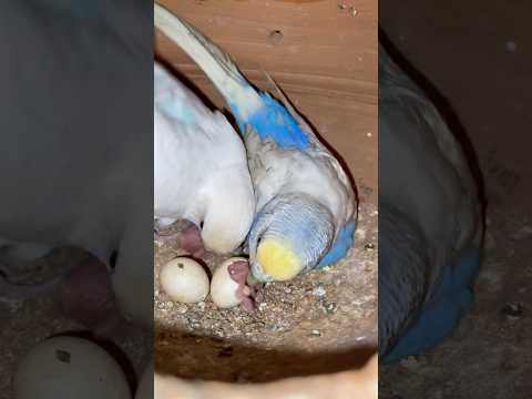 budgies hatched 2 cute baby #youtubeshorts #youtube #budgies