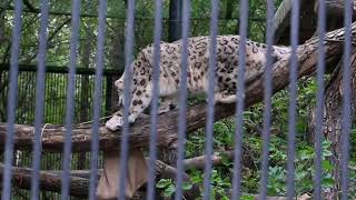 2024/09/14 ノボシビルスク動物園　ユキヒョウ