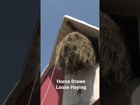 Horse Drawn Loose Haying
