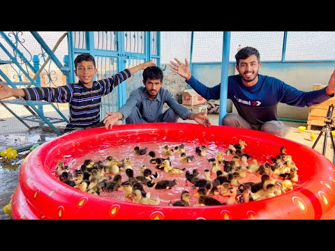 Baby Ducks Ko Swimming Pool Main Chor Diya 😍 | Dawood Sabir Vlogs