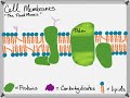 Exploring the Fluid Mosaic Model and Membrane Proteins
